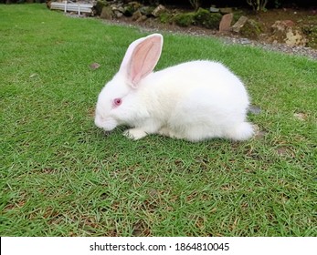 New Zealand White Buck Rabbit