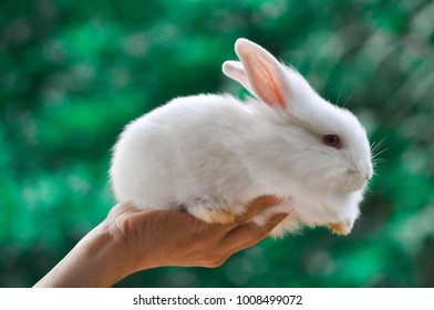 New Zealand White Rabbit