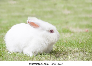 New Zealand White Rabbit Or Cute Bunny On Green Grass.