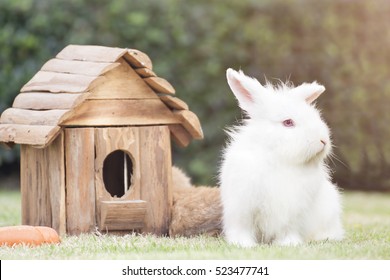 New Zealand White Rabbit Or Cute Bunny On Green Grass.