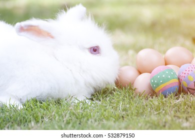 New Zealand White Rabbit Or Cute Bunny On Green Grass.