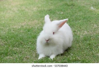 422 New zealand white rabbit Images, Stock Photos & Vectors | Shutterstock