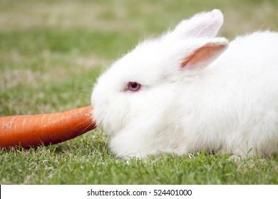 New Zealand White Rabbit  Eating Carrot On Green Grass