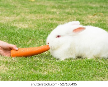 New Zealand White Rabbit Eating Carrot On Green Grass