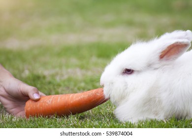 New Zealand White Rabbit Eating Carrot On Green Grass.