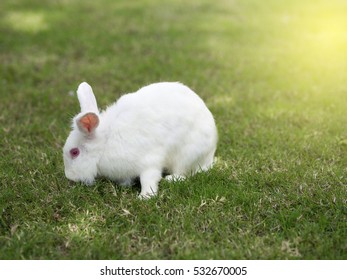 New Zealand White Rabbit Or Lion Head Red Eyes.