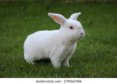 New Zealand White Rabbit On The Grass