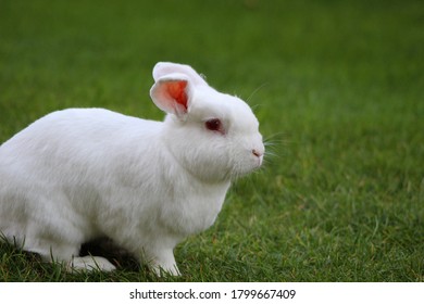 New Zealand White Rabbit On The Grass