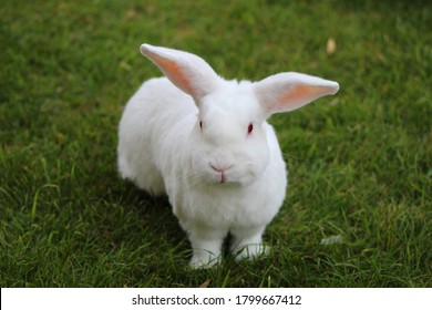 New Zealand White Rabbit On The Grass