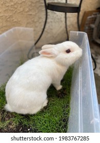 New Zealand White Rabbit In Patch Of Grass!