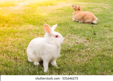 New Zealand White Rabbit Sitting In The Green Grass