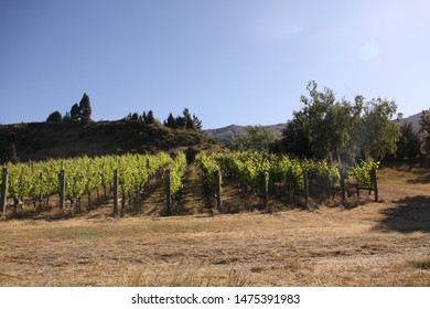 New Zealand Wine Yard, Wanaka