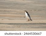 New Zealand Yellow-eyed Penguin in and around Steward Island