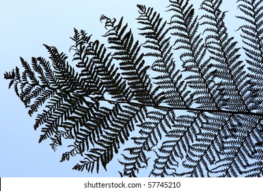 New Zealand's national symbol, the Silver Fern.