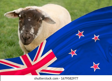 New Zealand's silk national flag waving soft folds in the wind, in the background white sheep graze in the meadow and the concept of economics, agriculture, sheep breeding