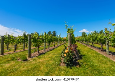 New Zealand's Wine Country Is Located In Napier Near Hawke's Bay