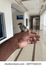Newbie Tiny bird, massive visual impact 