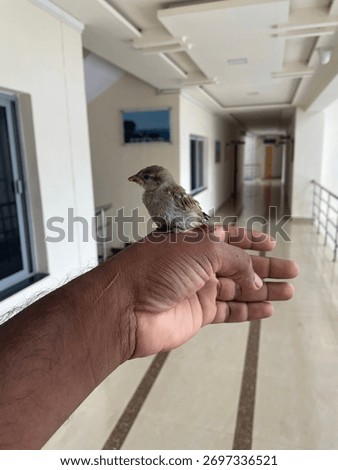 Newbie Tiny bird, massive visual impact 