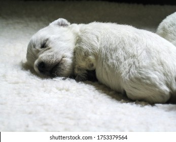Newboard white Westie puppy asleep on white furry bed - looks like a baby polar bear