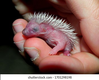 Newborn African Hedgehog Atelerix Albiventris