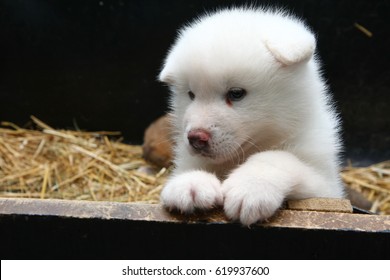 Newborn Akita Inu Puppy