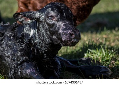 Newborn Angus Calf