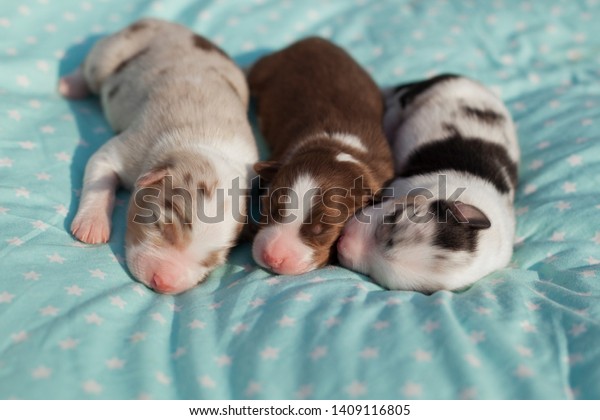 newborn aussie puppies