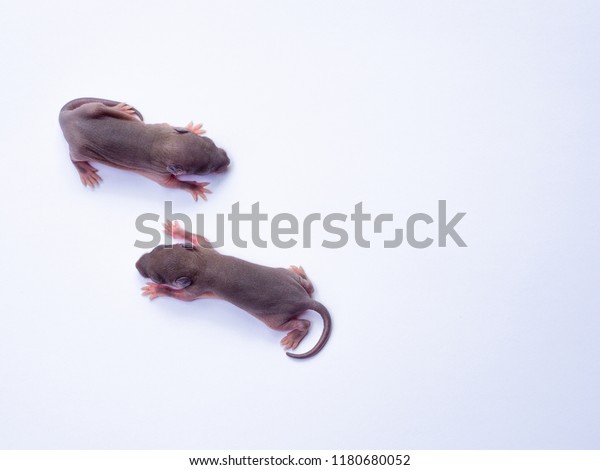 Newborn Babies Mice Mouse Baby Close Stock Photo Edit Now
