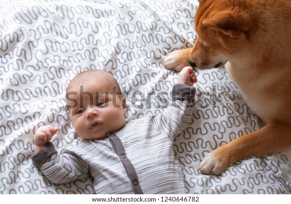 Newborn Baby Boy Friendly Shiba Inu Stock Photo Edit Now