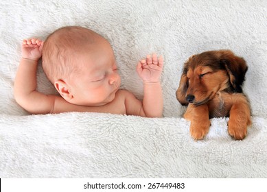 Newborn Baby And A Dachshund Puppy Sleeping Together. 