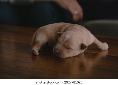 Newborn Baby Dog Sleeps