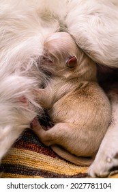 Newborn Baby Dog Sleeps