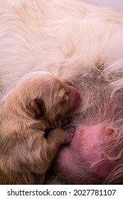 Newborn Baby Dog Sleeps 