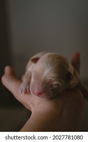 Newborn Baby Dog Sleeps On The Hand