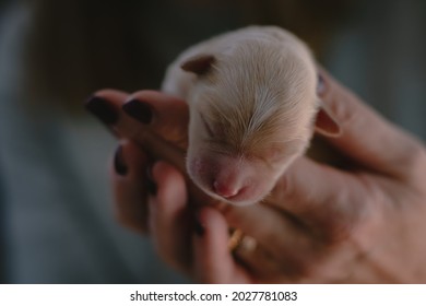 Newborn Baby Dog Sleeps On The Hand