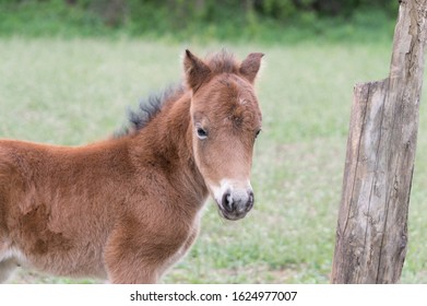 A newborn baby girl foal pony