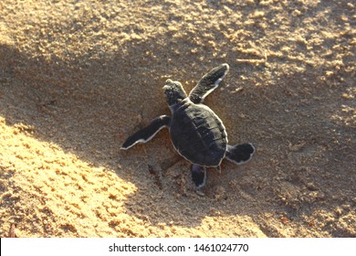 Newborn Baby Green Sea Turtle Making Its Way To The Sea For The First Time