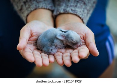 Newborn Baby Holland Lop Bunny In Woman Hands. Woman Holding Tiny Bunny In Hand With Tenderness And Love. People Take Care A Pet. New Life Of Animal.