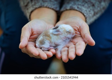 Newborn Baby Holland Lop Bunny In Woman Hands. Woman Holding Tiny Bunny In Hand With Tenderness And Love. People Take Care A Pet. New Life Of Animal.