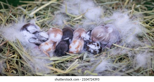 Newborn Baby Holland Lop Bunny In Nest With Mommy Fur And Dry Grass. Group Of Baby Rabbit Are Moving And Sleeping Around Nest. New Life Of Animal Concept.