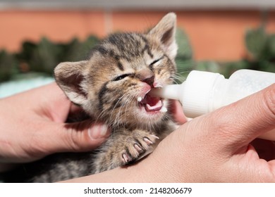 Newborn Baby Kitten Is Feeding By A Woman In Her Hands With Milk Replacer. Sick Little Pussycat Drinks From The Medicine Bottle Of The Veterinary Clinic. Cat Enjoy Drinking. Furry Friend With Mustache