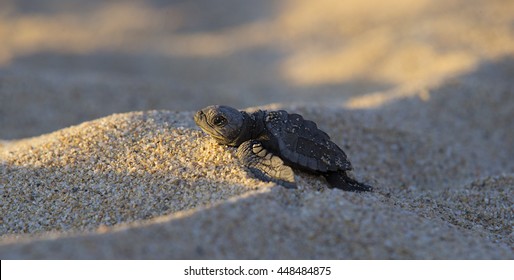 Newborn baby Leather-back Turtle hurrying to the ocean through sand dunes, Baja, Mexico