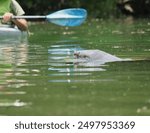 Newborn Baby Manatee Calf Silver Springs State Park Ocala Florida