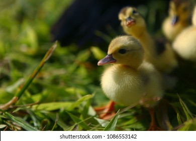 Hand Holding Newborn Baby Muscovy Duckling Stock Photo 1086553136 ...