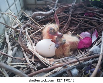 Newborn Baby Pigeons Their Nest Egg Stock Photo Edit Now