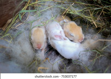 Newborn Baby Rabbits Haven't Open Their Eyes