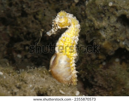 Newborn baby seahorses and their mother