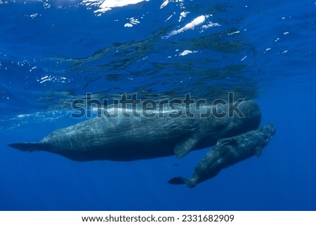 A newborn baby sperm whale swims surrounded by his family