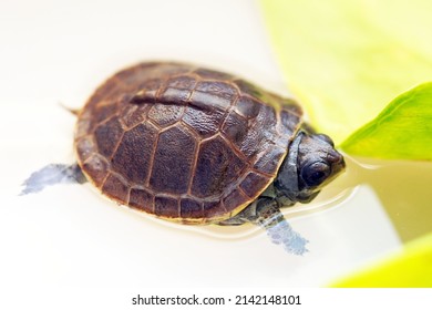 Newborn Baby Three Toed Box Turtle Shell Closeup While In The Water By Leaves                              