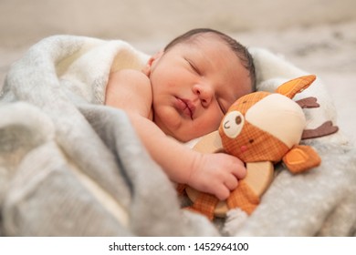 Newborn Baby Wrapped In Blanket With His Arm Wrapped Around A Stuffed Toy.